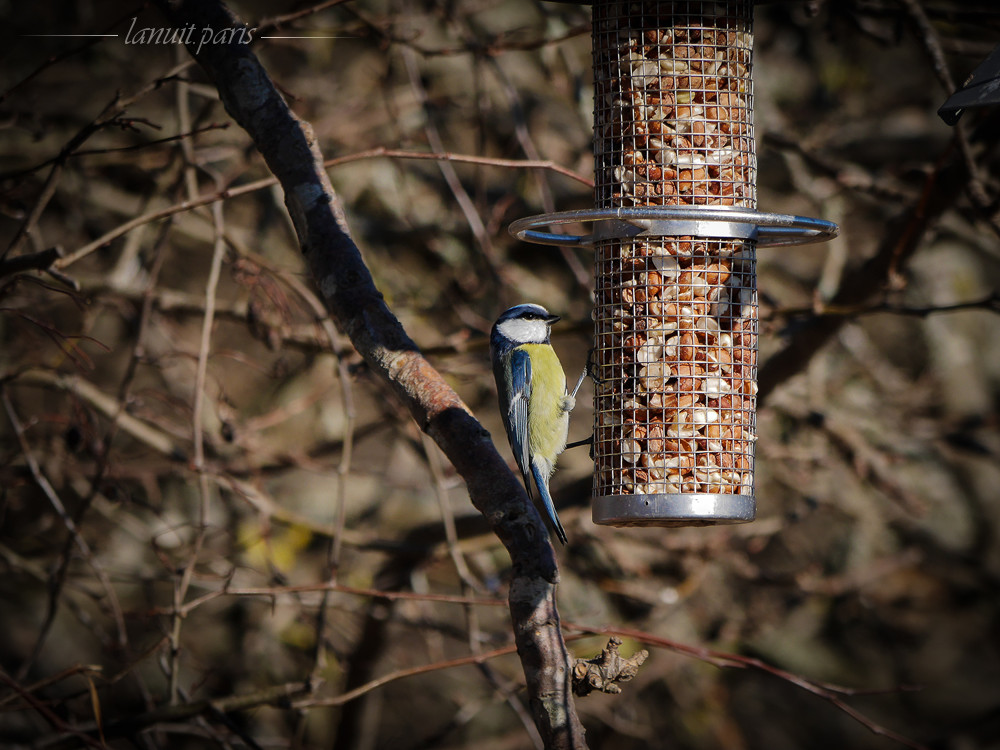 La mésange bleue, Stockholm