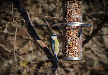 La mésange bleue, Stockholm