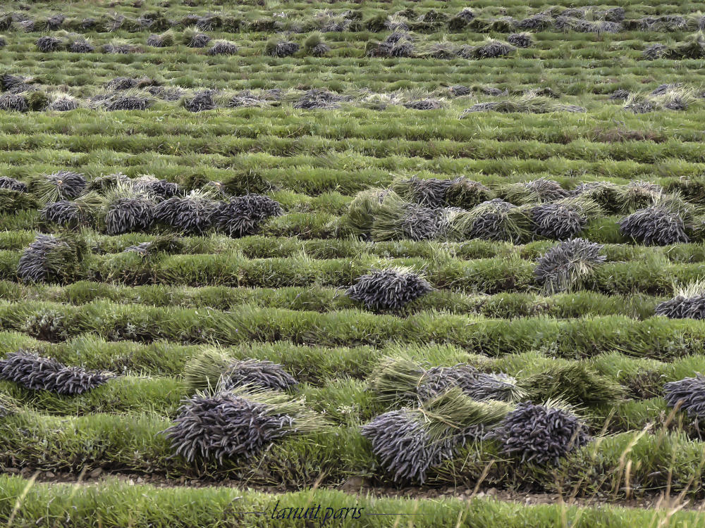 Lavender in Provence