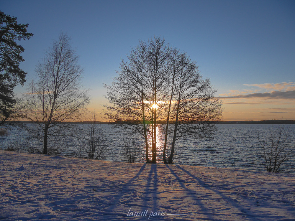 Arbre du lac, Stockholm