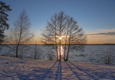 The tree, Stockholm
