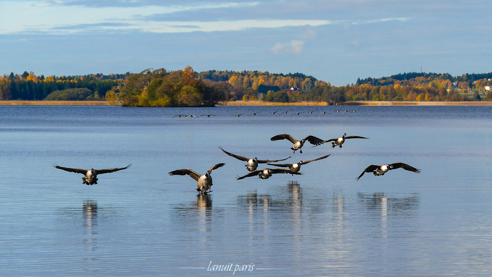 Bird migration. Autumn painting, Stockholm