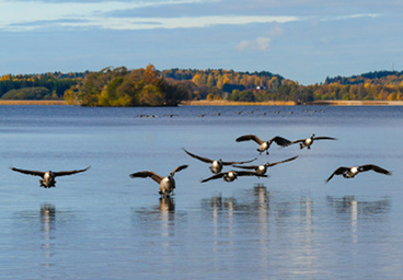 Migration et couleurs d'automne, Stockholm