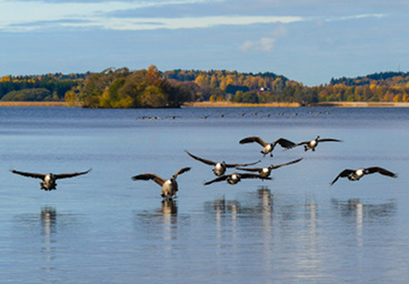 Bird migration. Autumn painting, Stockholm