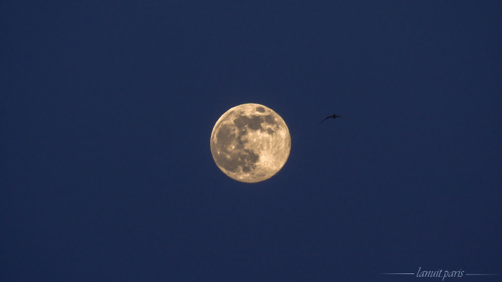 The moon and the gull, Stockholm