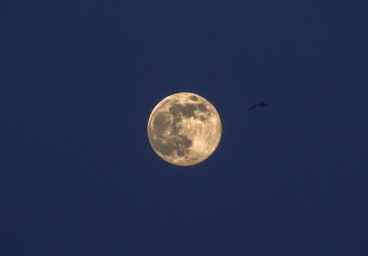 The moon and the gull, Stockholm