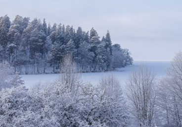 Forest of ice, Stockholm