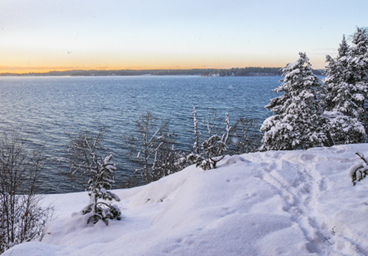 Fir trees of the lake, Stockholm