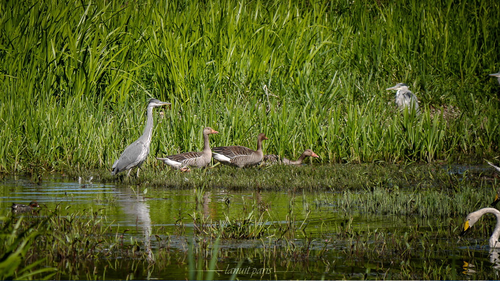 Birds in the marsh, Stockholm