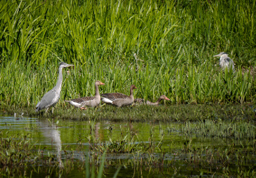 Birds in the marsh, Stockholm