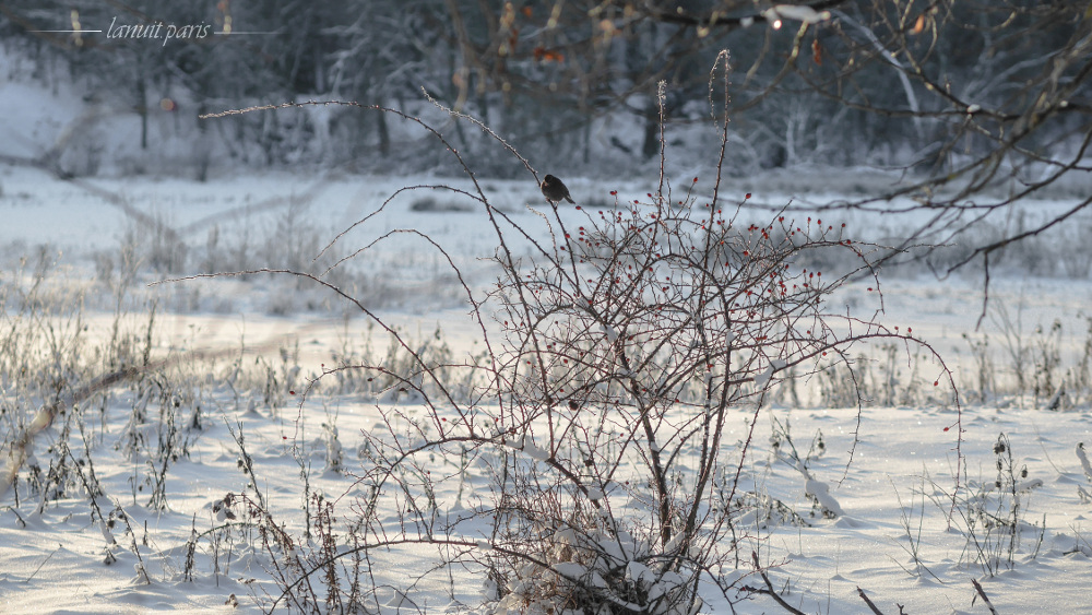 Blackbird and dog roses, Stockholm