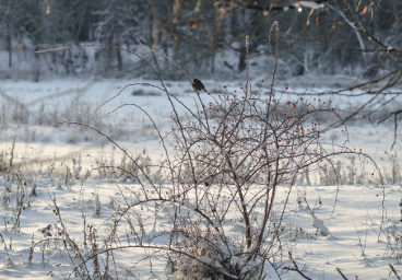 Blackbird and dog roses, Stockholm