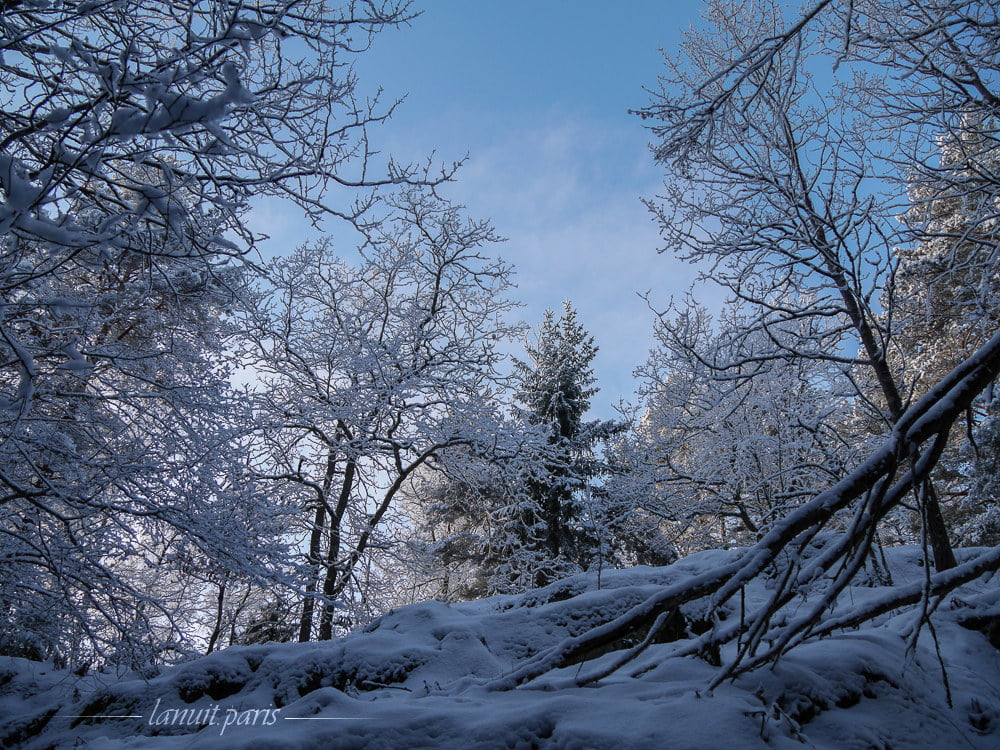 Snowy forest, Stockholm