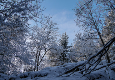 Snowy forest, Stockholm
