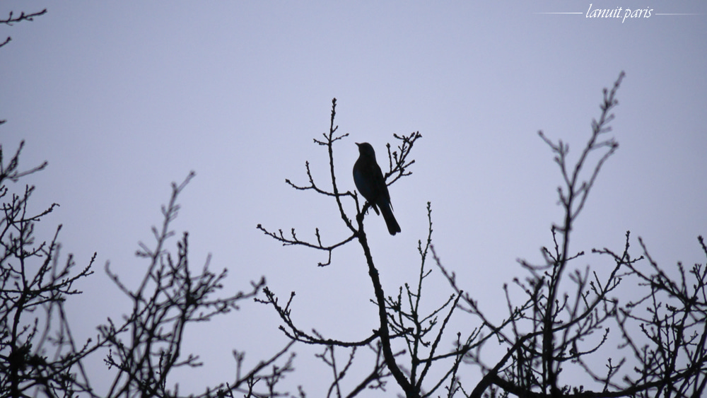 A bird's shadow, Stockholm