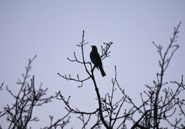 L'ombre d'un oiseau, Stockholm