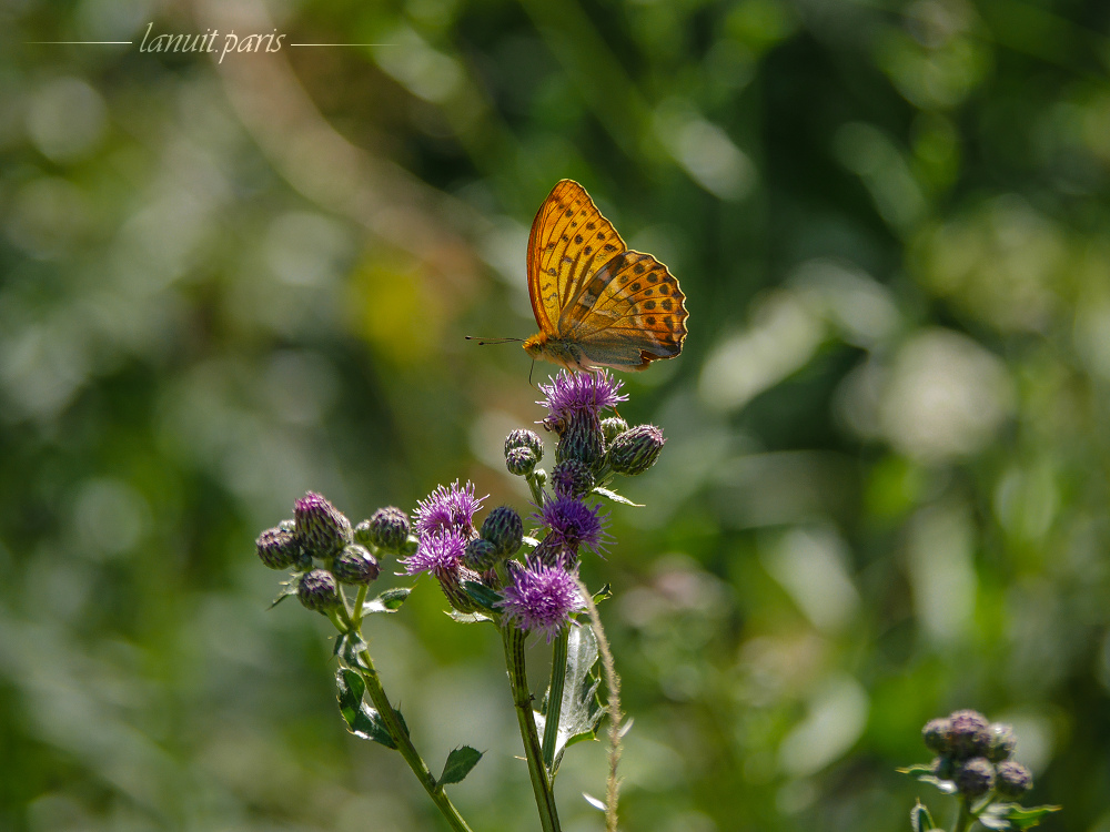 Silver-washed fritillary, Stockholm