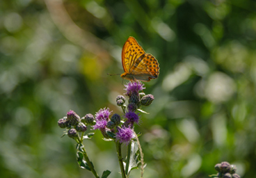 Silver-washed fritillary, Stockholm
