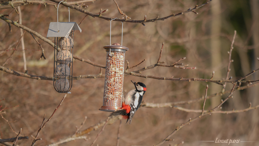 Great spotted woodpecker, Stockholm