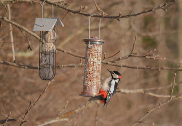 Great spotted woodpecker, Stockholm