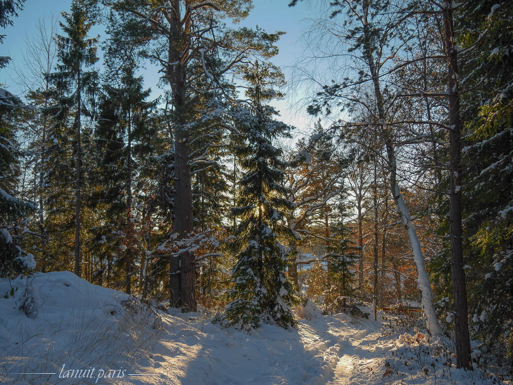 Christmas tree, Stockholm