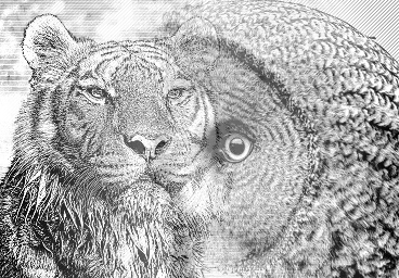 Wild portraits