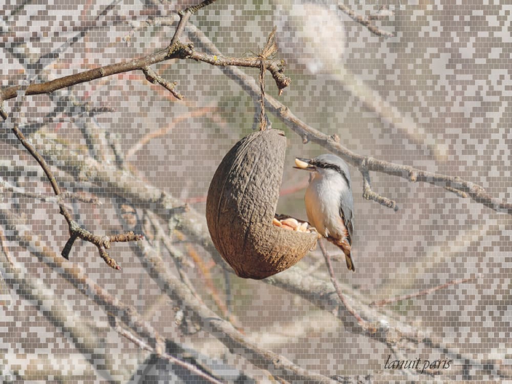 Wood nuthatch, Sweden