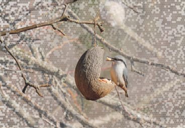 Wood nuthatch, Sweden
