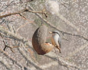 Wood nuthatch, Sweden