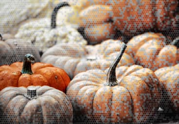 Pumpkin, Sweden