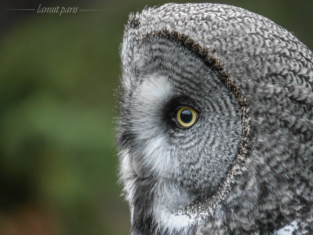 Owl, Sweden