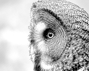 Owl, Sweden