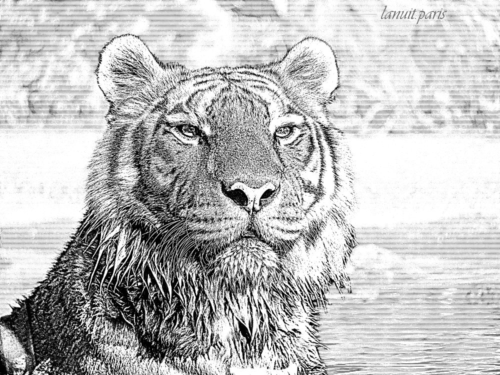 Tiger, France