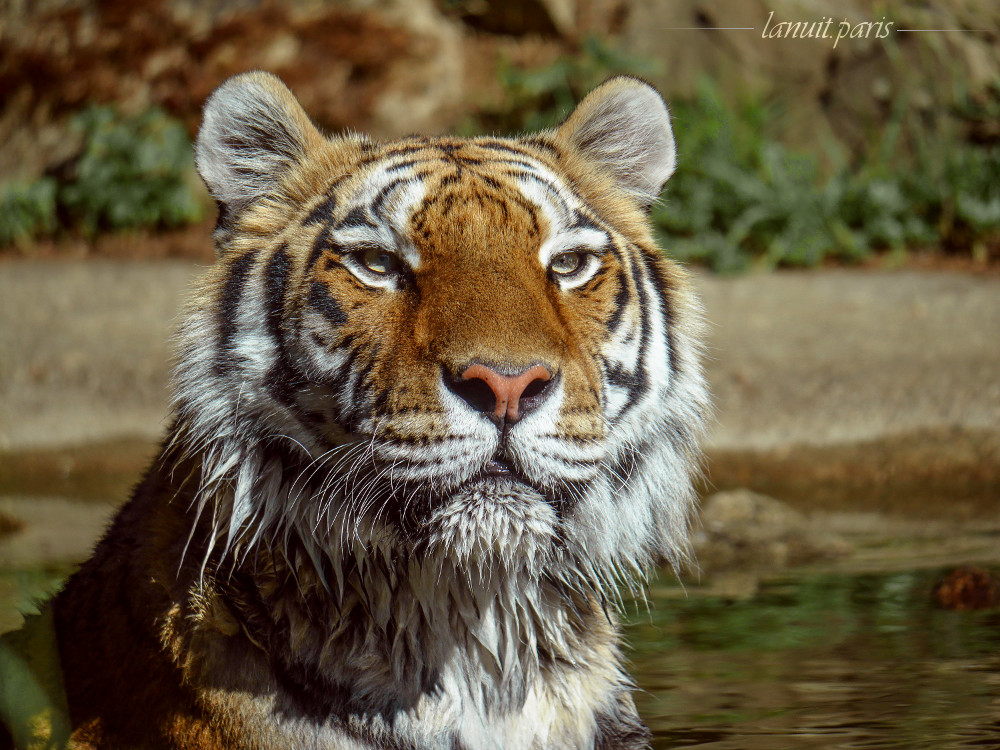 Tiger, France